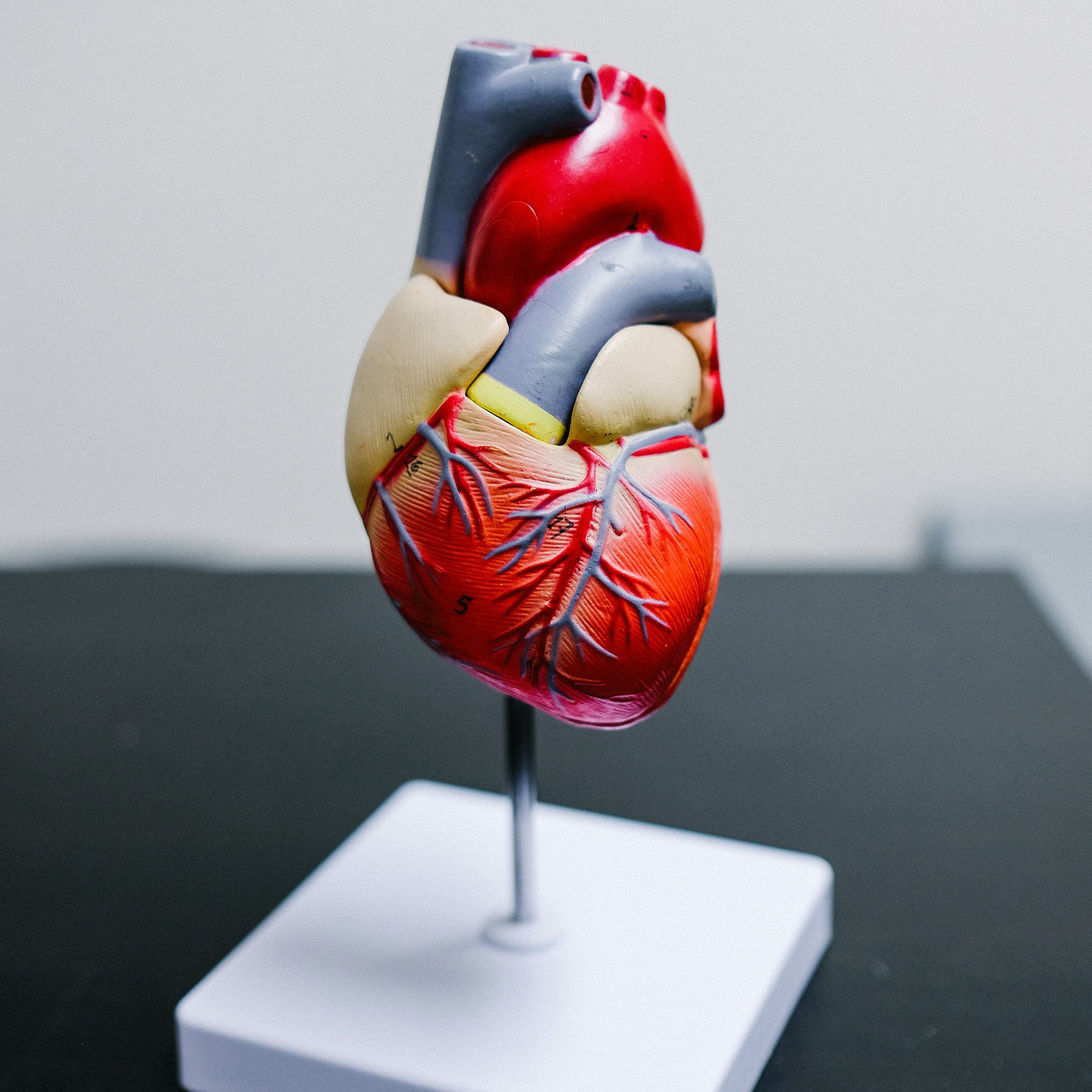 Heart And Cardiovascular Diseases