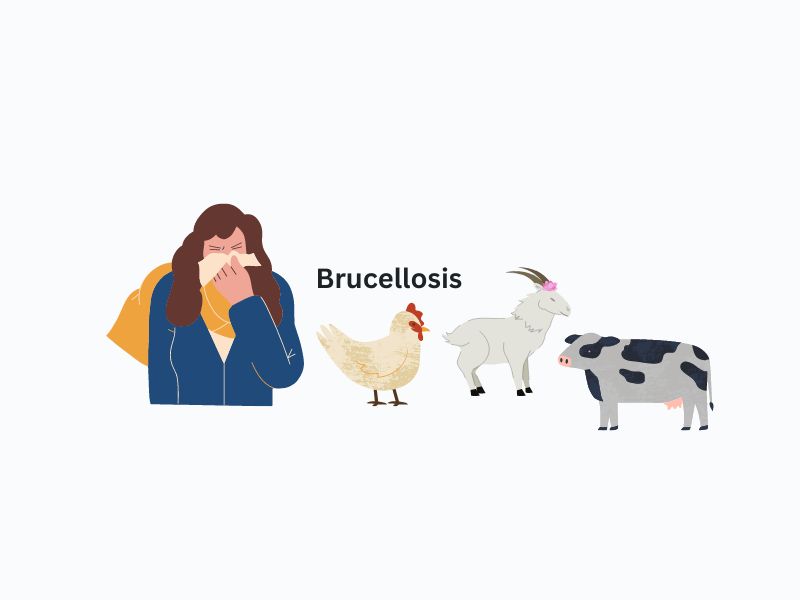 BRUCELLOSIS - AN INFECTIOUS DISEASE