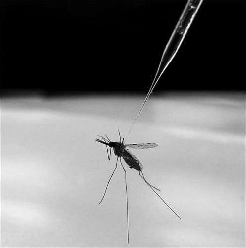 Malaria- A Life-Threatening Disease Caused By Parasites