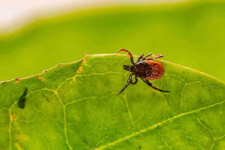 TICK-BORNE ENCEPHALITIS?