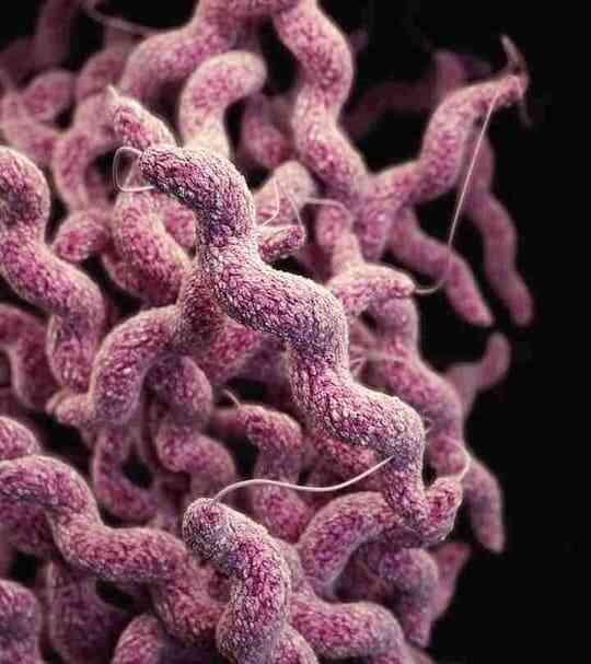 Enteric Campylobacteriosis